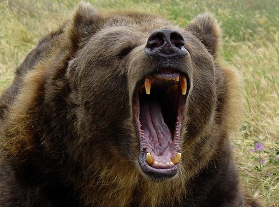 bear | Yo-Modo